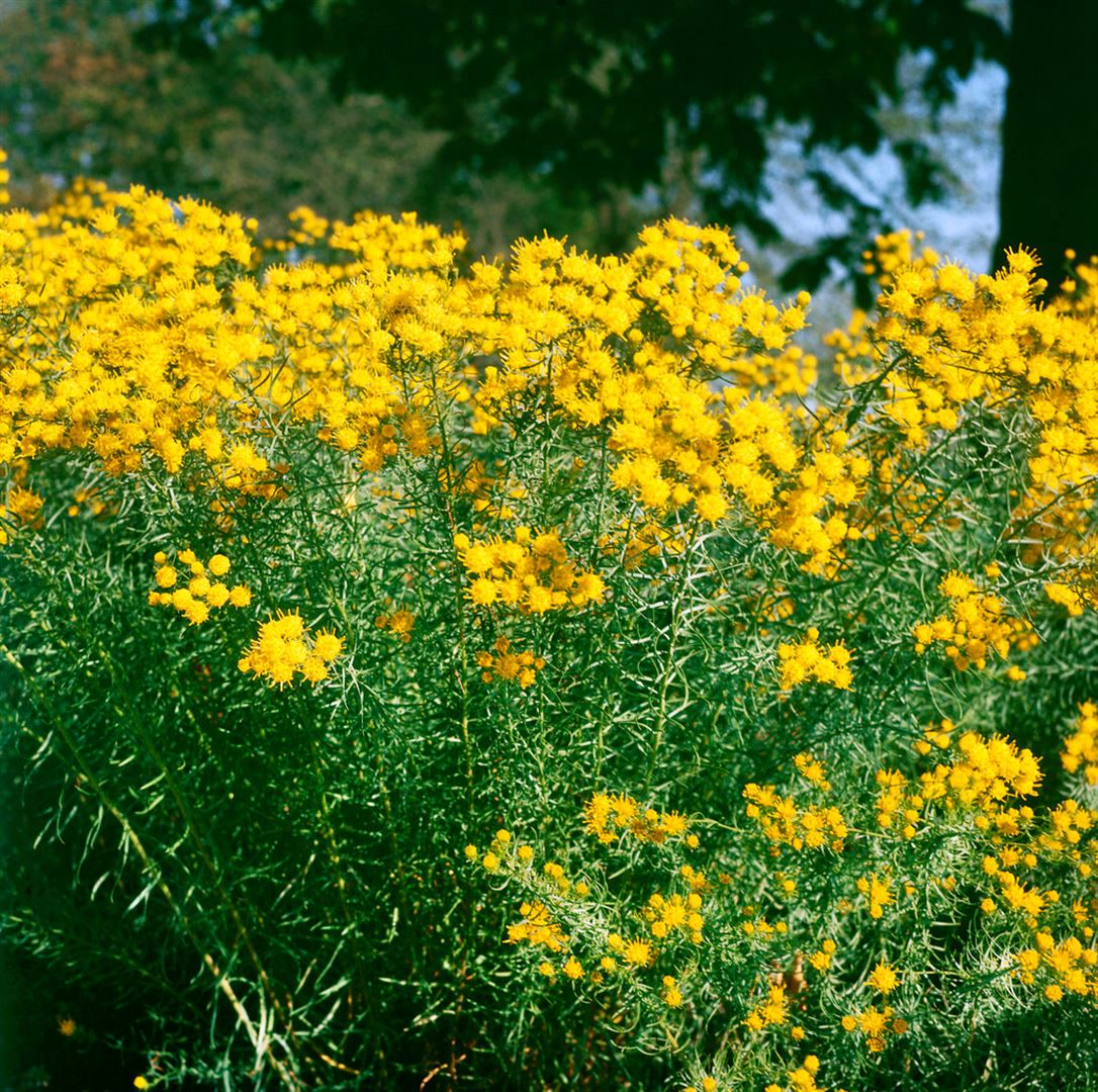 Aster linosyris, Goldhaar-Aster, gelb, ca. 9x9 cm Topf 