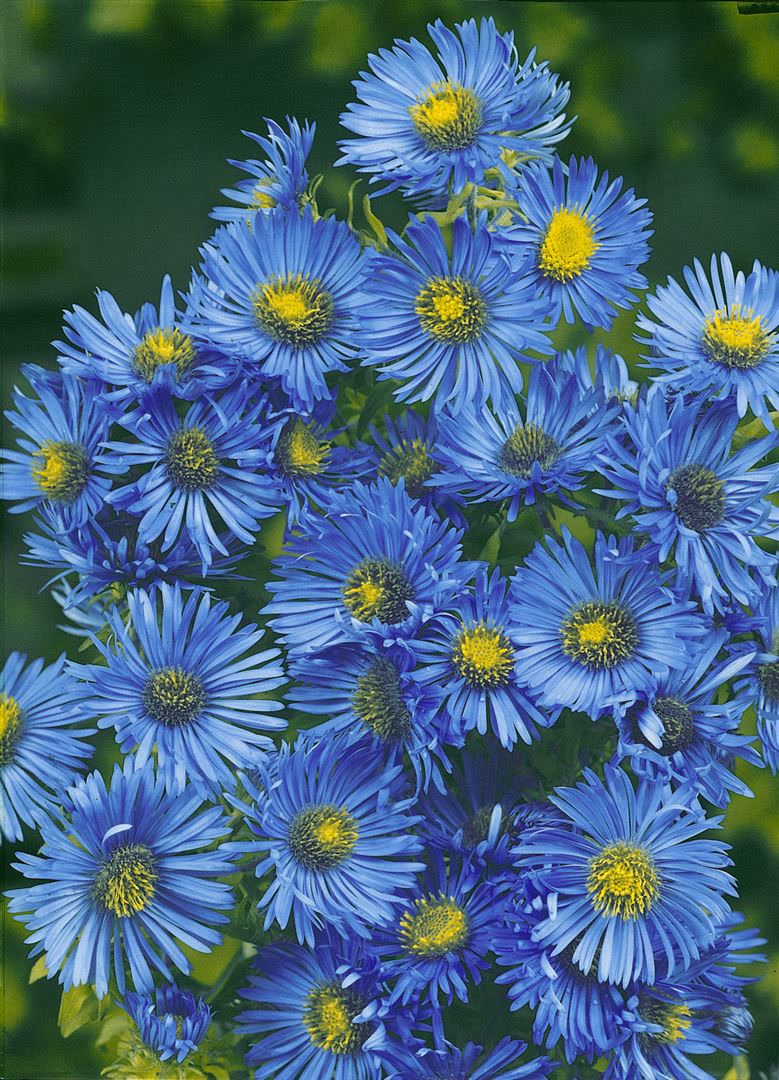 Aster novae-angliae 'Barr's Blue', Herbstaster, blau, ca. 11x11 cm Topf 