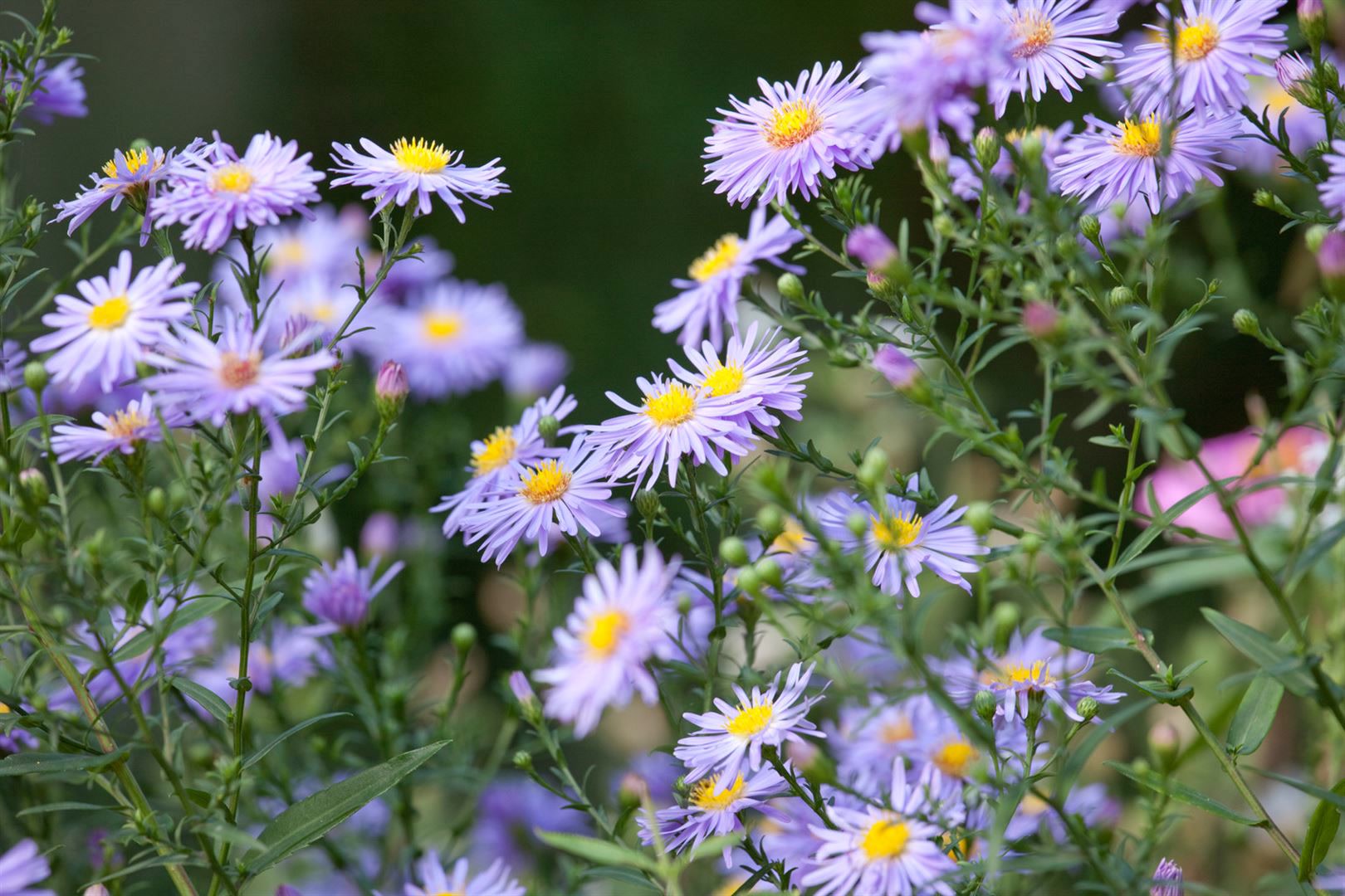 Aster novae-angliae 'Treasure', Herbstaster, violett, ca. 11x11 cm Topf 