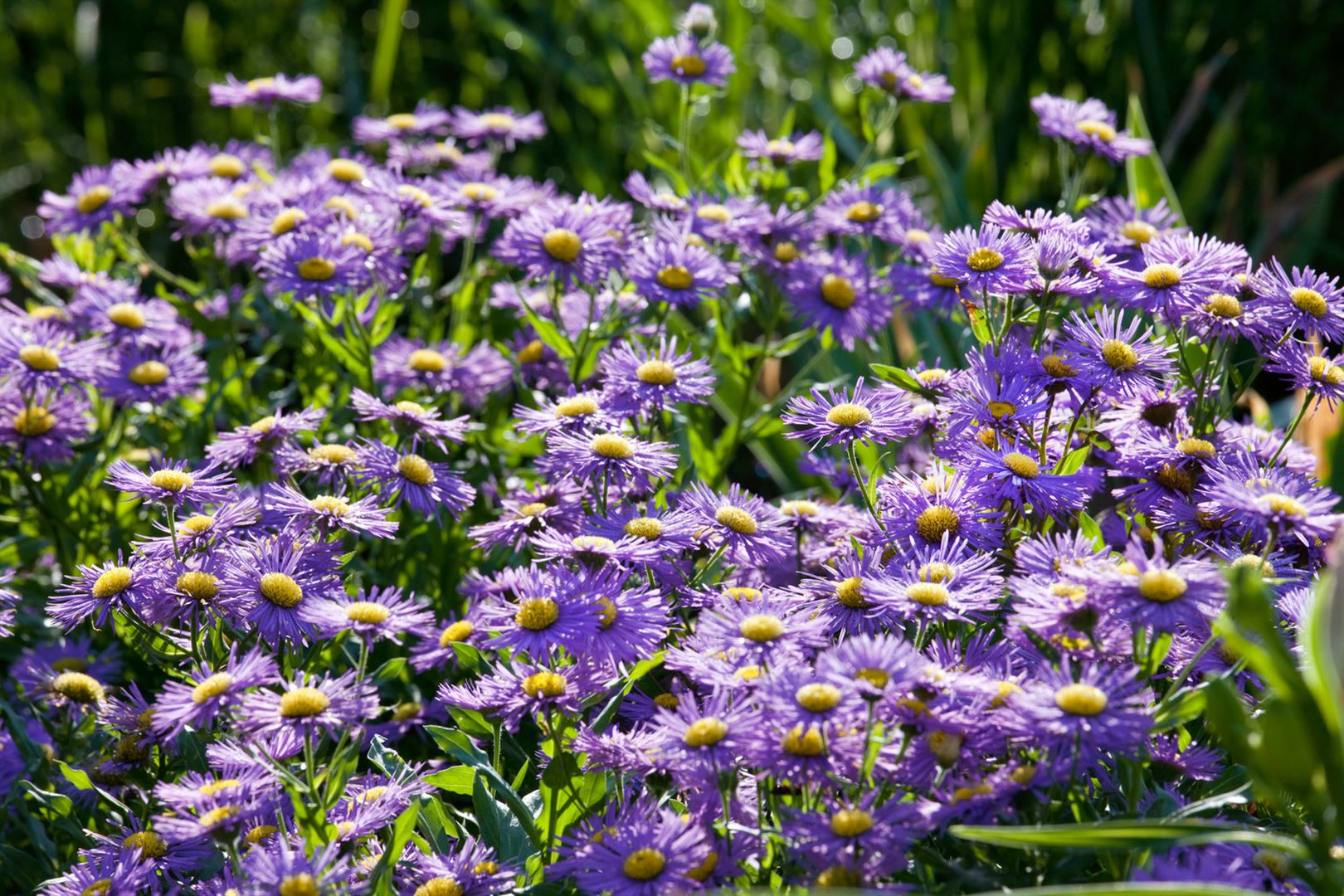 Aster novi-belgii 'Blaue Nachhut', Glattblatt-Aster, blau, ca. 11x11 cm Topf 