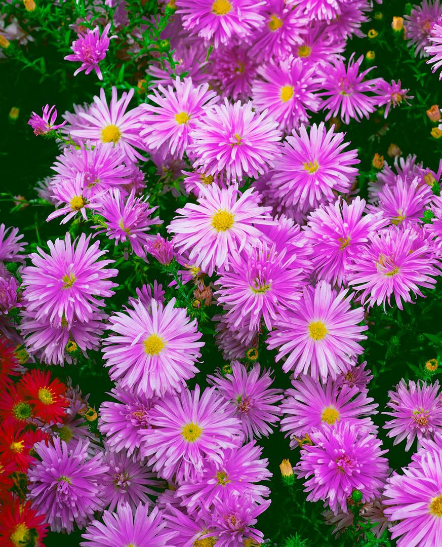 Aster novi-belgii 'Karminkuppel', Herbstaster, karminrot, ca. 9x9 cm Topf 