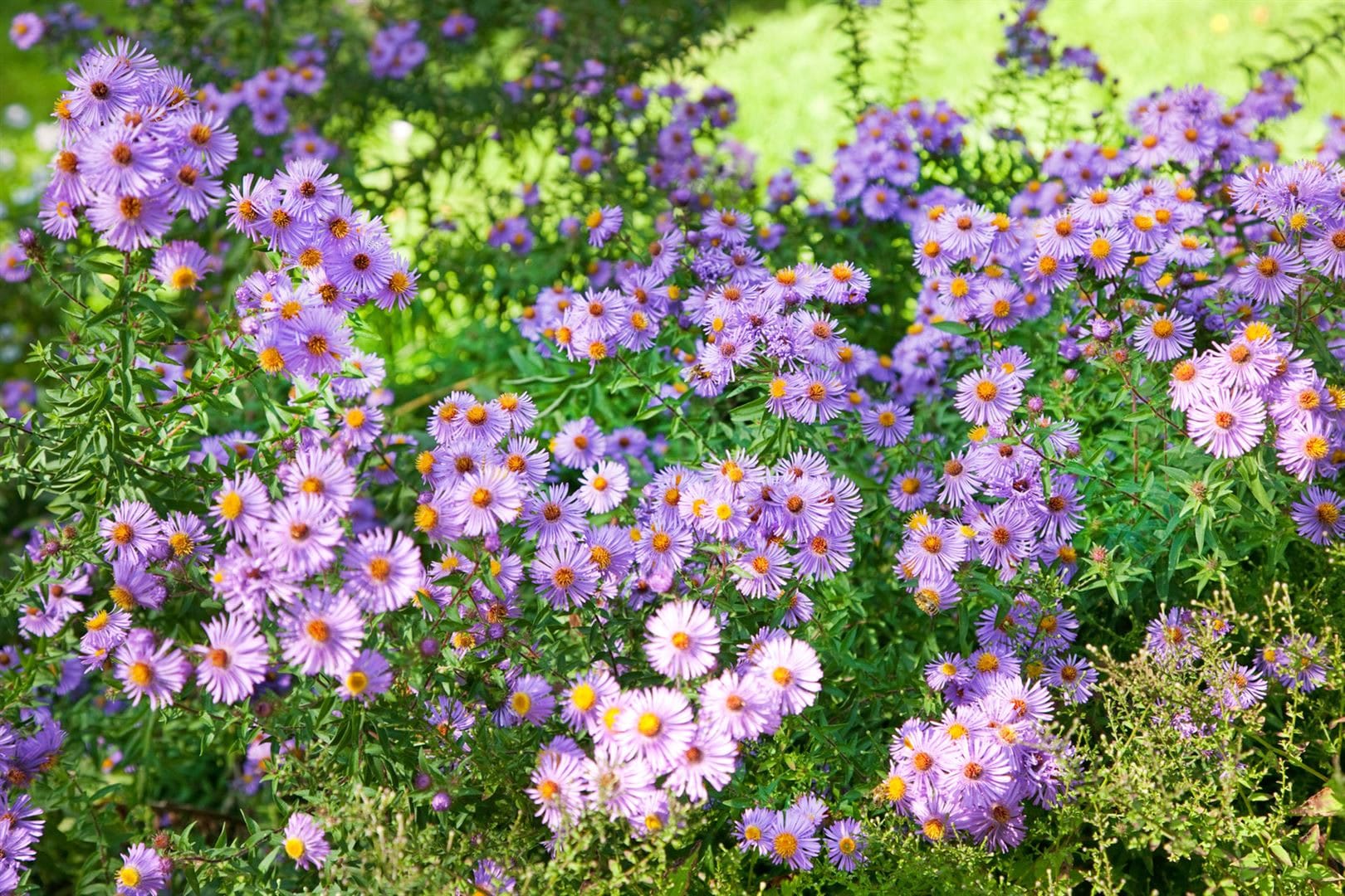 Aster novi-belgii 'Rosenquarz', Glattblatt-Aster, rosa, ca. 9x9 cm Topf 