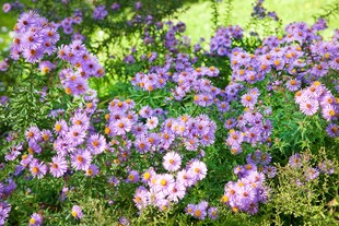 Aster novi-belgii 'Rosenquarz', Glattblatt-Aster, rosa, ca. 9x9 cm Topf 
