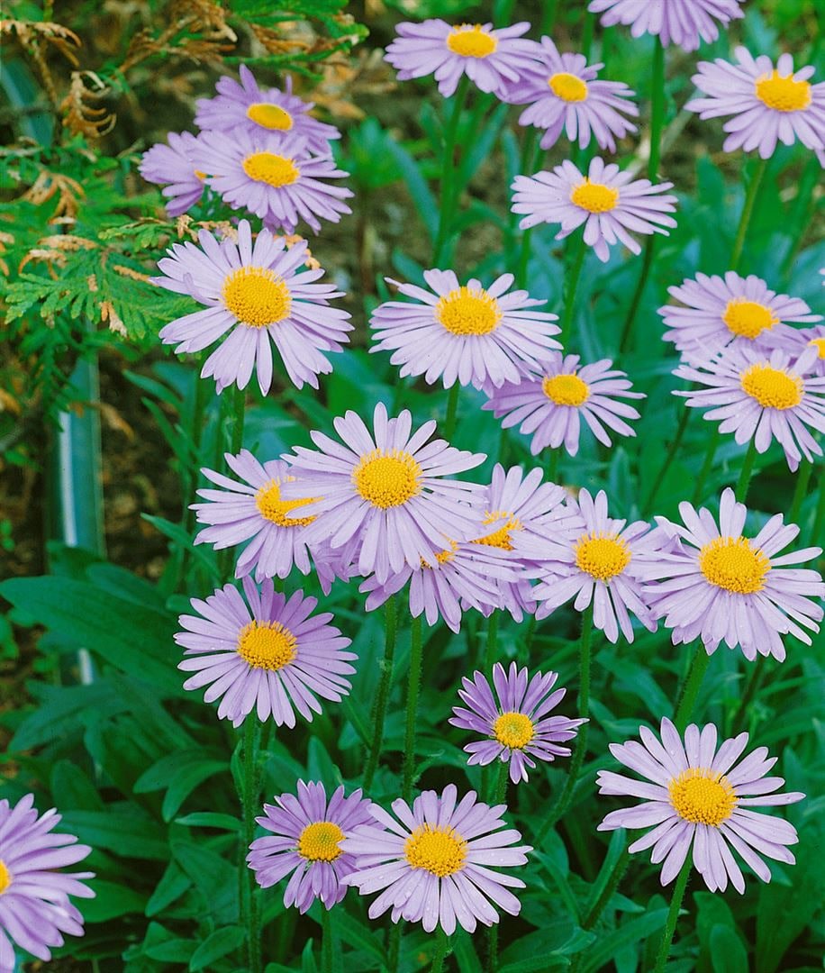 Aster tongolensis 'Wartburgstern', violettblau, ca. 9x9 cm Topf 