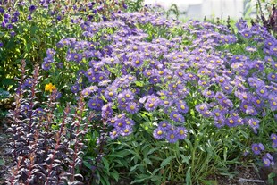 Aster x frikartii 'Mönch', lavendelblau, ca. 9x9 cm Topf 
