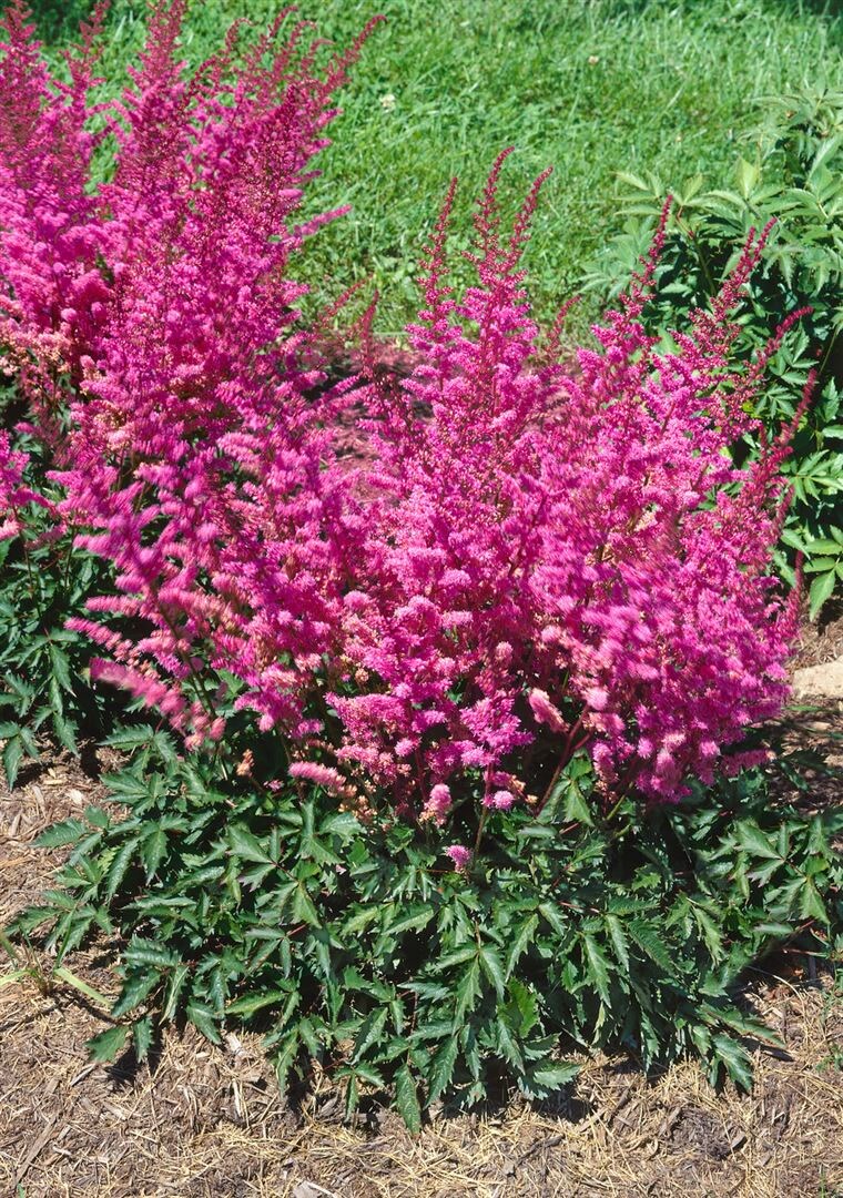 Astilbe chinensis 'Veronica Klose', Prachtspiere, rosa, ca. 9x9 cm Topf 