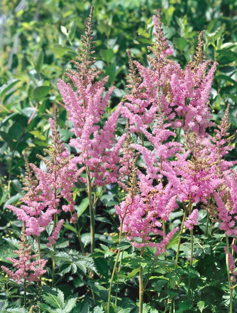 Astilbe chinensis 'Visions in Pink', rosa, ca. 11x11 cm Topf 