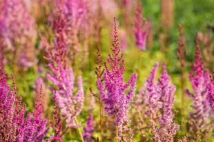 Astilbe chinensis var. taquetii 'Purpurlanze', purpurrot, ca. 9x9 cm Topf 
