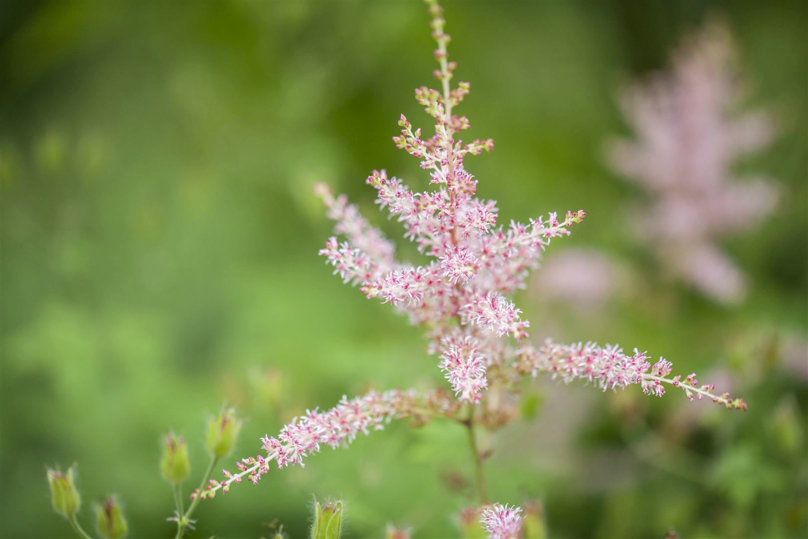 Astilbe glaberrima 'Hennie Graafland', rosa Bl&uuml;ten, ca. 9x9 cm Topf 
