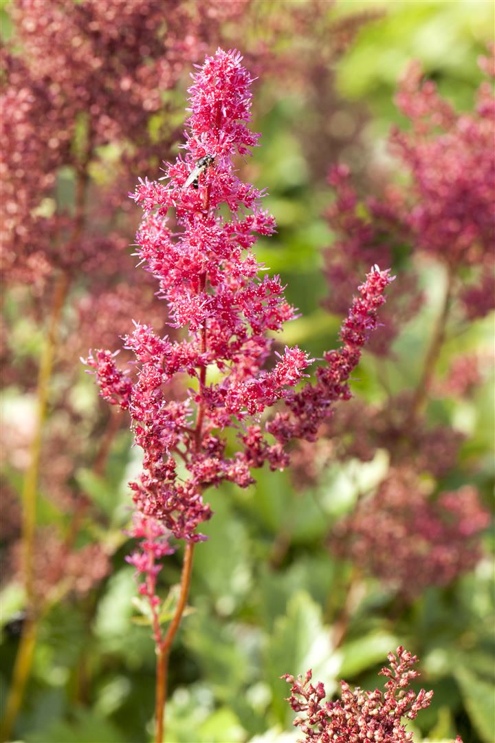 Astilbe japonica 'Bremen', Prachtspiere, rosa Bl&uuml;ten, ca. 9x9 cm Topf 