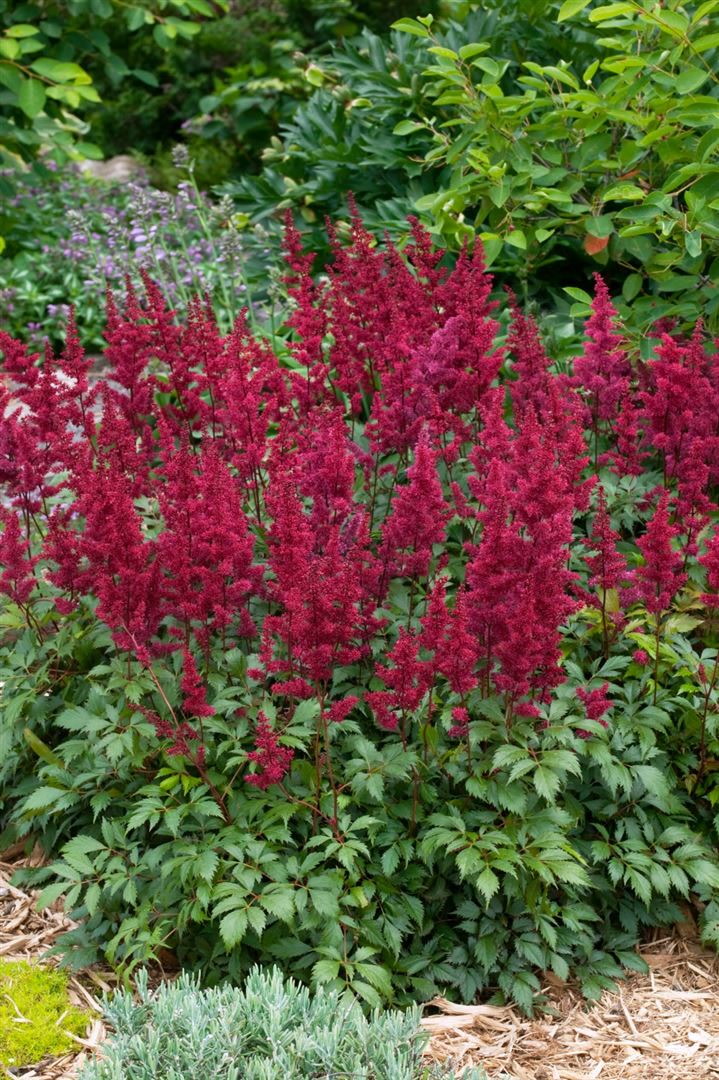 Astilbe japonica 'Etna', Prachtspiere, leuchtend rot, ca. 11x11 cm Topf 