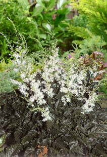Astilbe simplicifolia 'Praecox Alba', weiß, ca. 9x9 cm Topf 