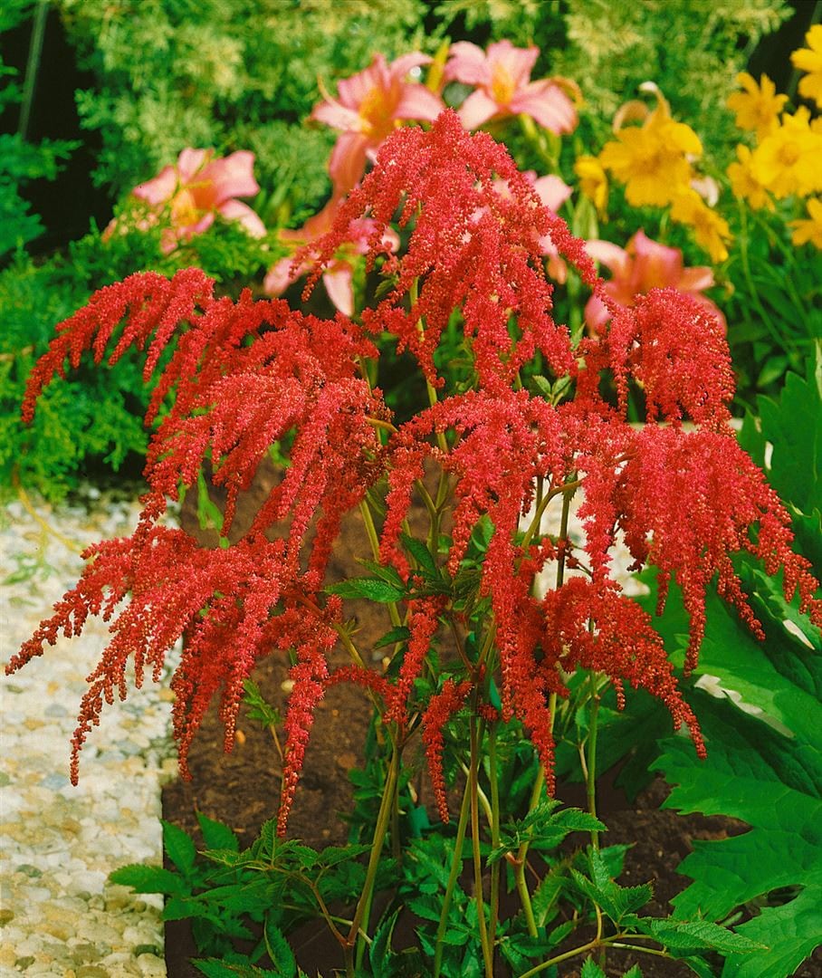 Astilbe thunbergii 'Rote Strau&szlig;enfeder', rote Bl&uuml;ten, ca. 9x9 cm Topf 