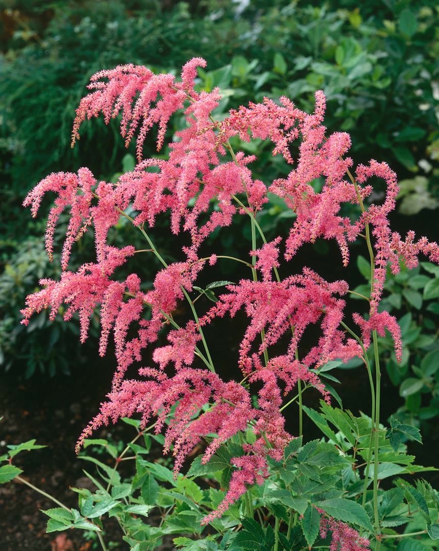 Astilbe thunbergii 'Strau&szlig;enfeder', Prachtspiere, rosa, ca. 9x9 cm Topf 