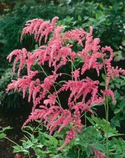 Astilbe thunbergii 'Straußenfeder', Prachtspiere, rosa, ca. 9x9 cm Topf 