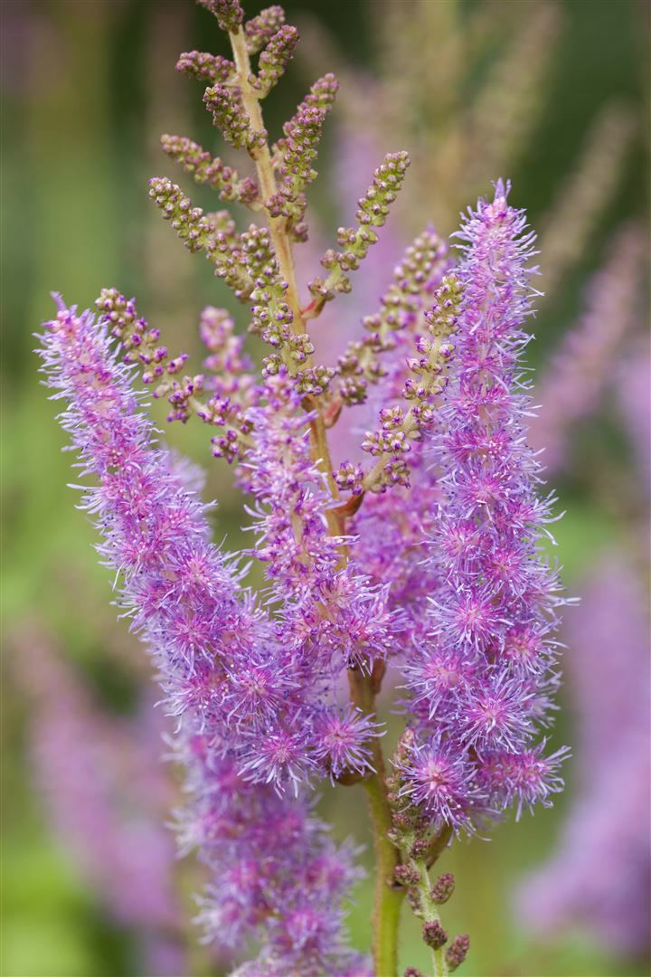 Astilbe x arendsii 'Amethyst', Prachtspiere, violett, ca. 9x9 cm Topf 