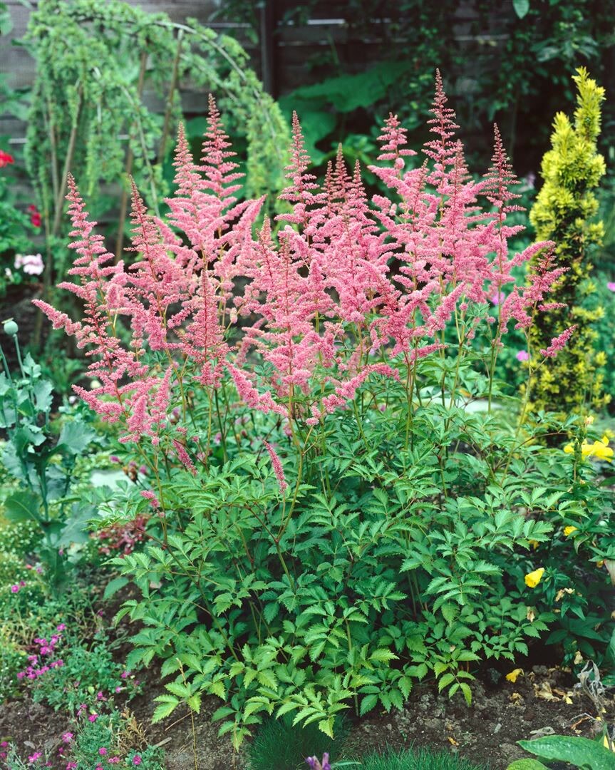 Astilbe x arendsii 'Bressingham Beauty', rosa Bl&uuml;ten, ca. 9x9 cm Topf 