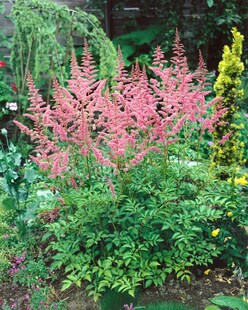 Astilbe x arendsii 'Bressingham Beauty', rosa Blüten, ca. 9x9 cm Topf 