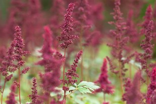 Astilbe x arendsii 'Fanal', Prachtspiere, rot, ca. 9x9 cm Topf 