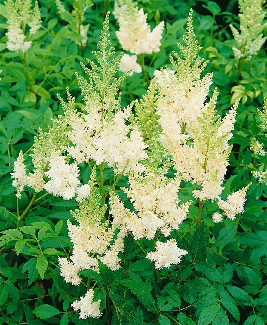 Astilbe x arendsii 'Wei&szlig;e Gloria', Prachtspiere, wei&szlig;, ca. 9x9 cm Topf 