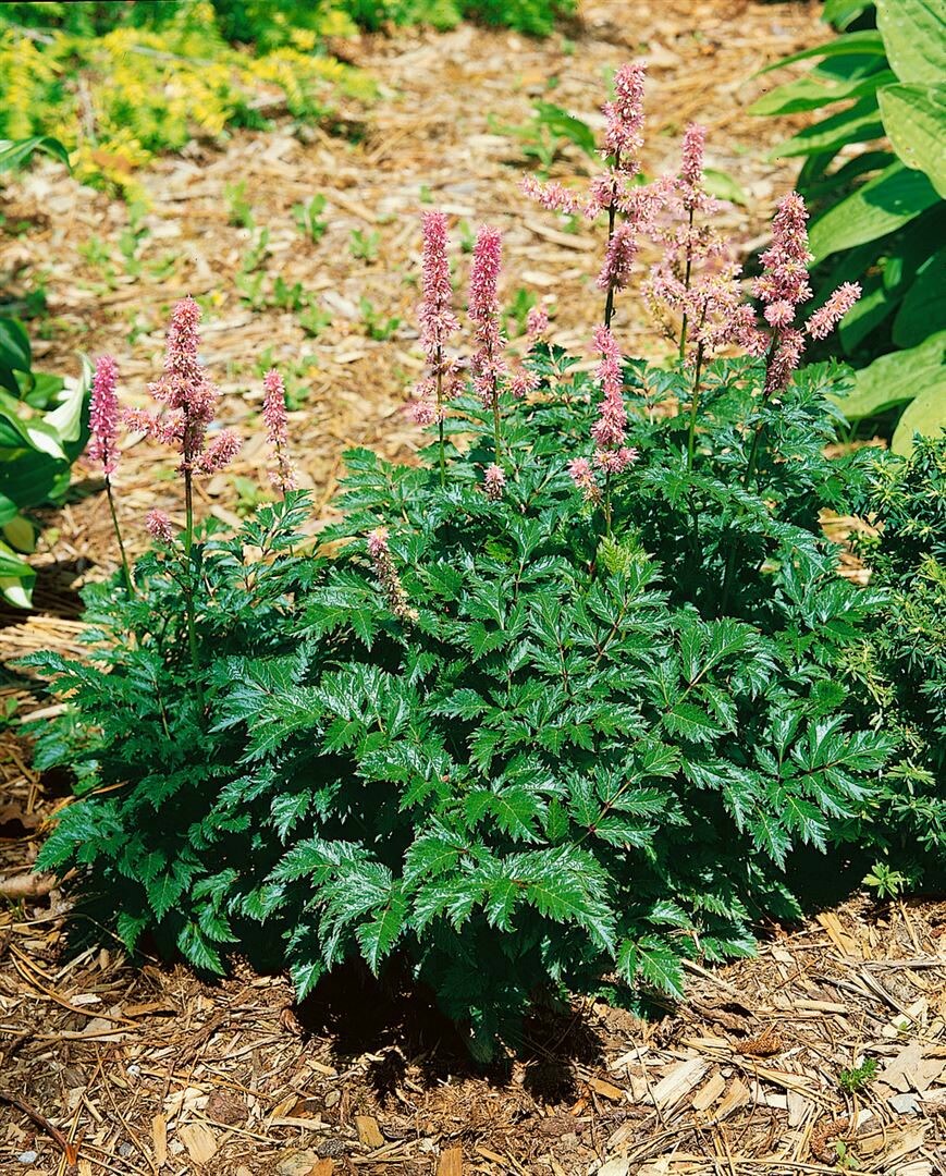 Astilbe x crispa 'Perkeo', Zwerg-Astilbe, rosa Bl&uuml;ten, ca. 9x9 cm Topf 