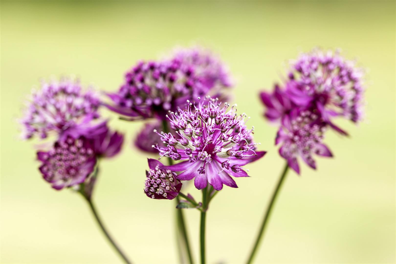 Astrantia major 'Abbey Road', Sterndolde, dunkelrot, ca. 11x11 cm Topf 