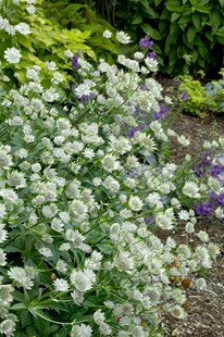 Astrantia major 'Margery Fish', Sterndolde, rosa, ca. 11x11 cm Topf 