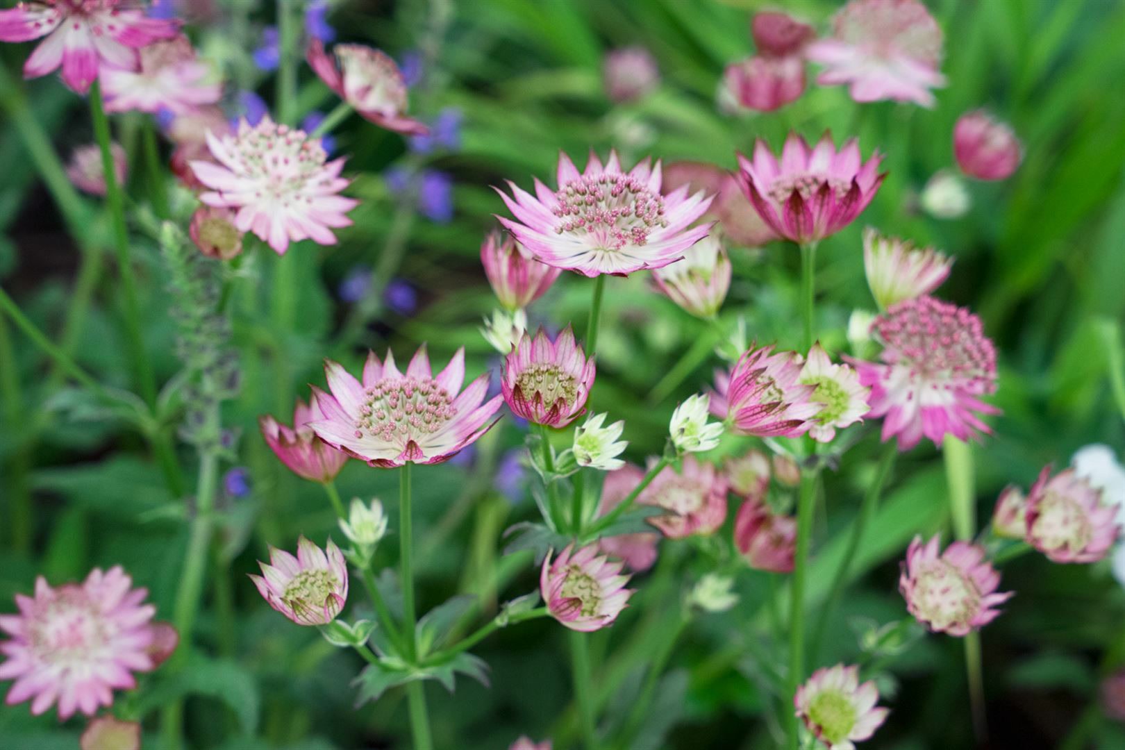 Astrantia major 'Rosea', Sterndolde, rosa, ca. 11x11 cm Topf 