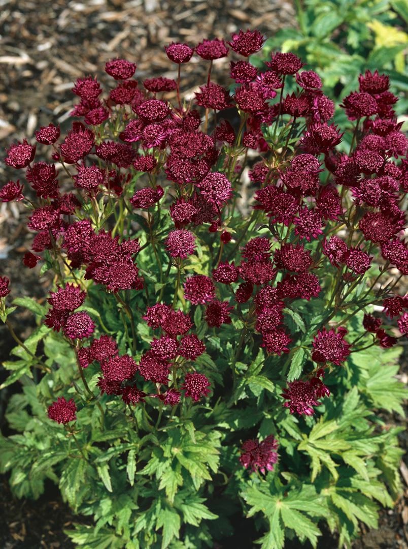 Astrantia major 'Ruby Cloud', Sterndolde, rubinrot, ca. 9x9 cm Topf 