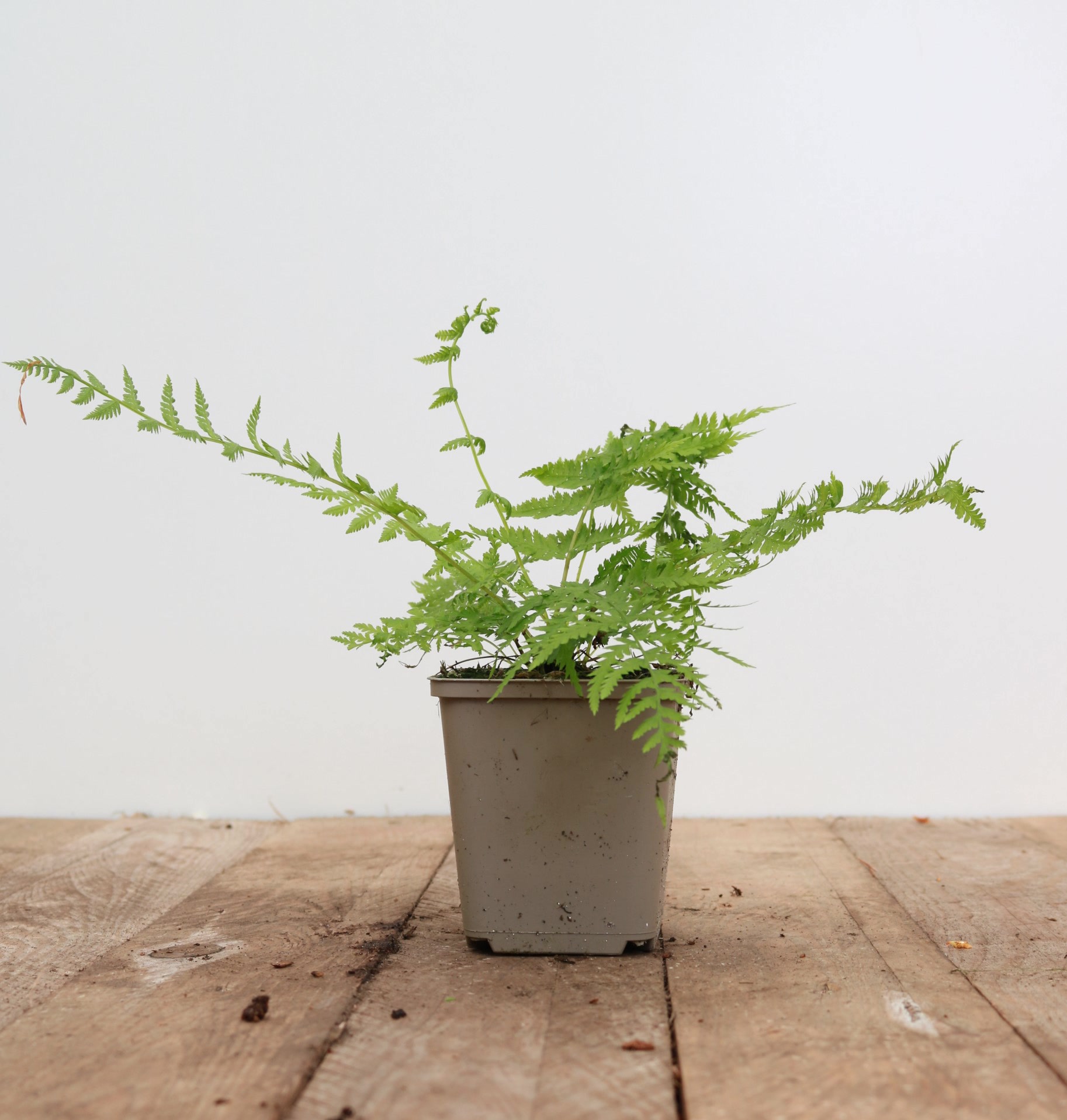 Athyrium filix-femina 'Lady in Red', roter Stiel, ca. 9x9 cm Topf 