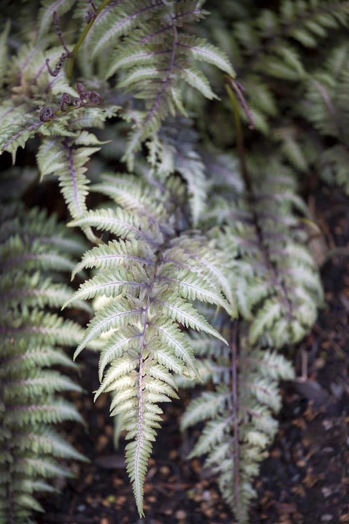 Athyrium niponicum 'Metallicum', Japanischer Regenbogenfarn, ca. 9x9 cm Topf 