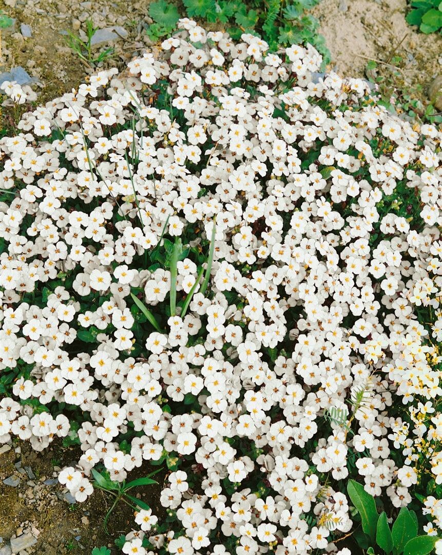 Aubrieta x cultorum 'Alba', Blaukissen, wei&szlig;, ca. 9x9 cm Topf 