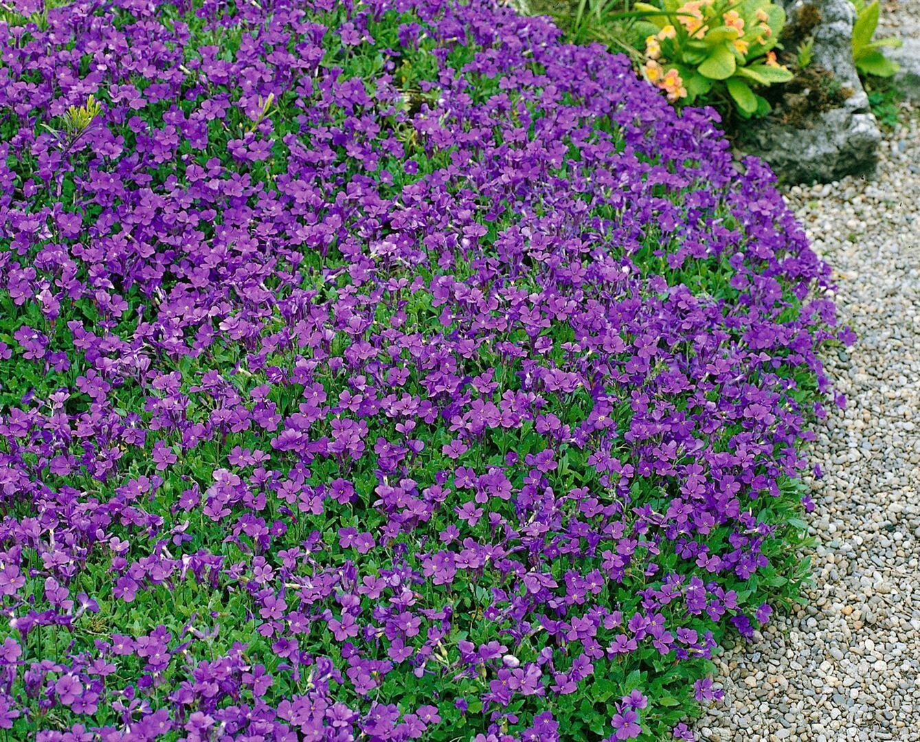 Aubrieta x cult. 'Hamburger Stadtpark', Blaukissen, ca. 9x9 cm Topf 