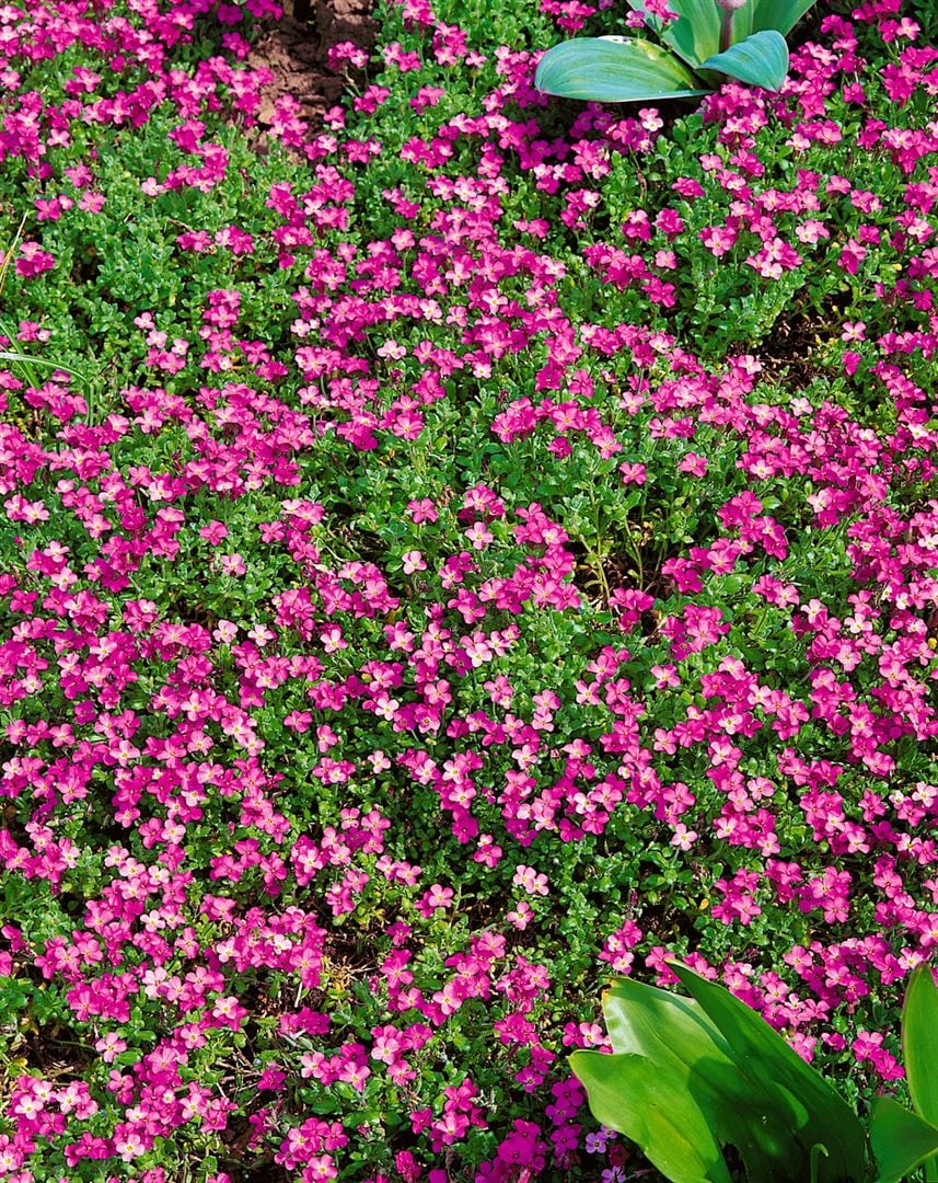 Aubrieta x cult. 'Rosenteppich', Blaukissen, rosa, ca. 9x9 cm Topf 