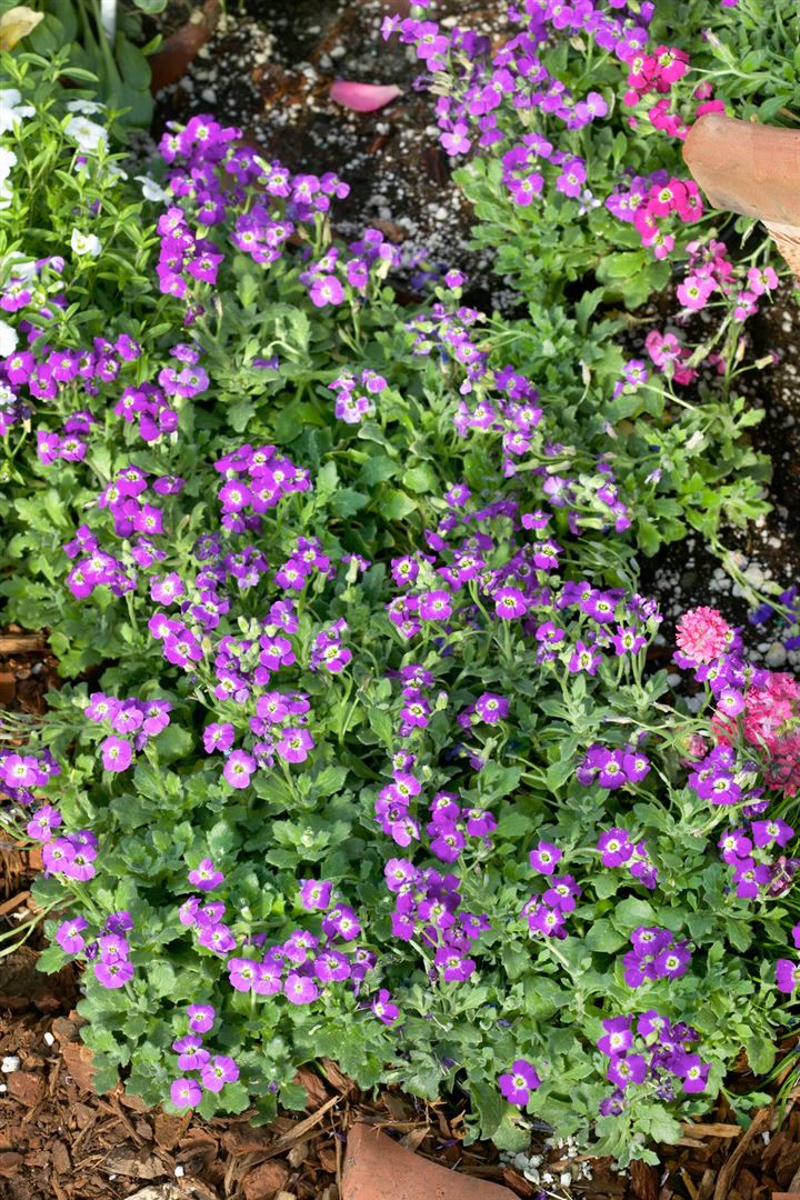 Aubrieta x cult. 'Rubinfeuer', Blaukissen, rubinrot, ca. 9x9 cm Topf 