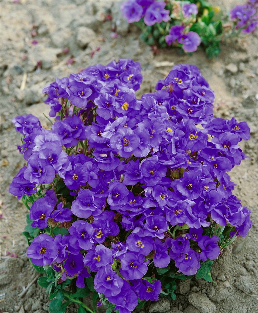 Aubrieta x cult. 'Sauerland', Blaukissen, violett, ca. 9x9 cm Topf 