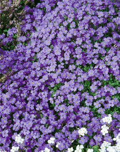 Aubrieta x cultorum 'Tauricola', Blaukissen, violett, ca. 9x9 cm Topf 