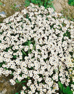 Aubrieta x cult. 'Winterberg', Blaukissen, violett, ca. 9x9 cm Topf 