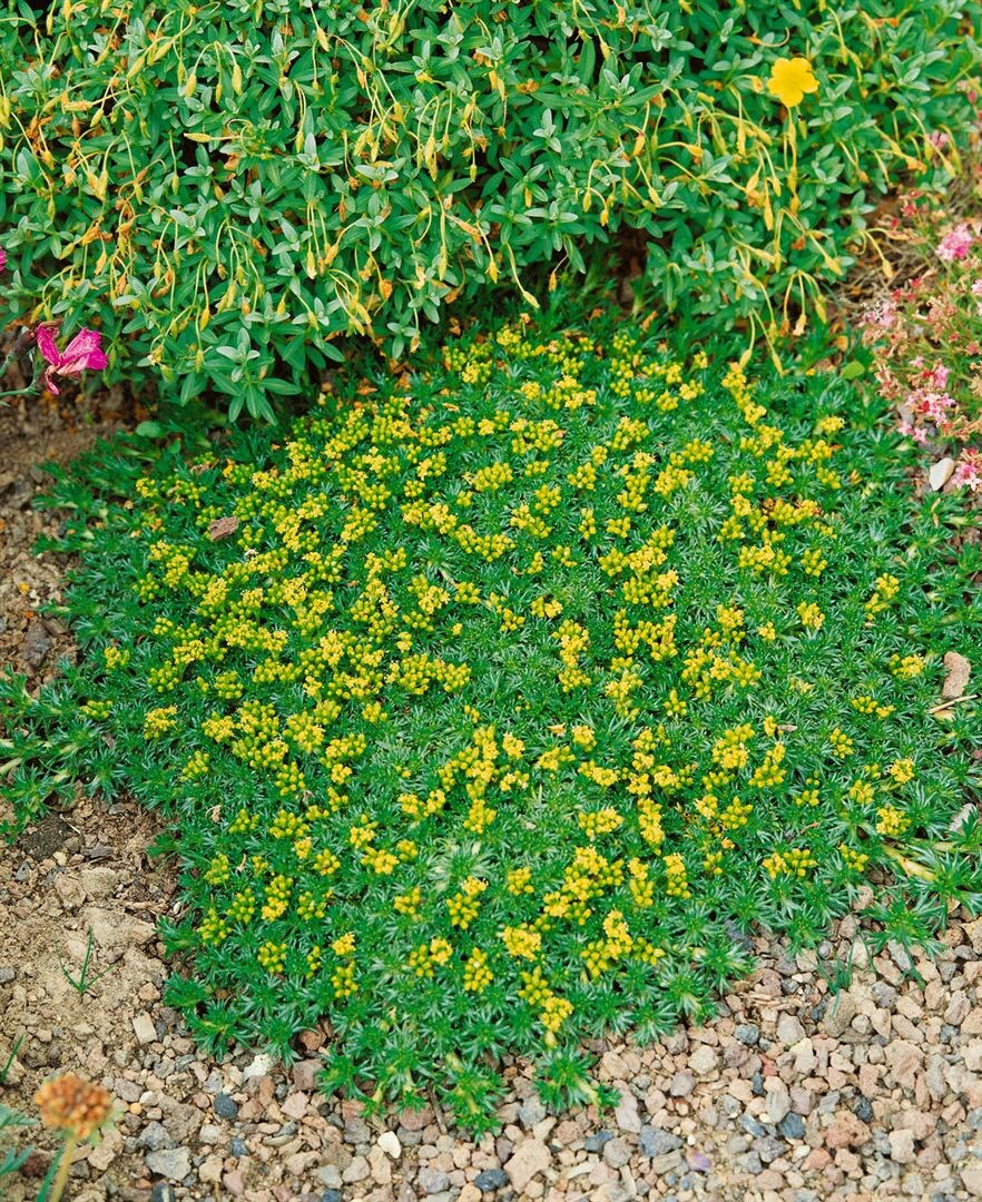 Azorella trifurcata 'Nana', Polsterpflanze, ca. 9x9 cm Topf 