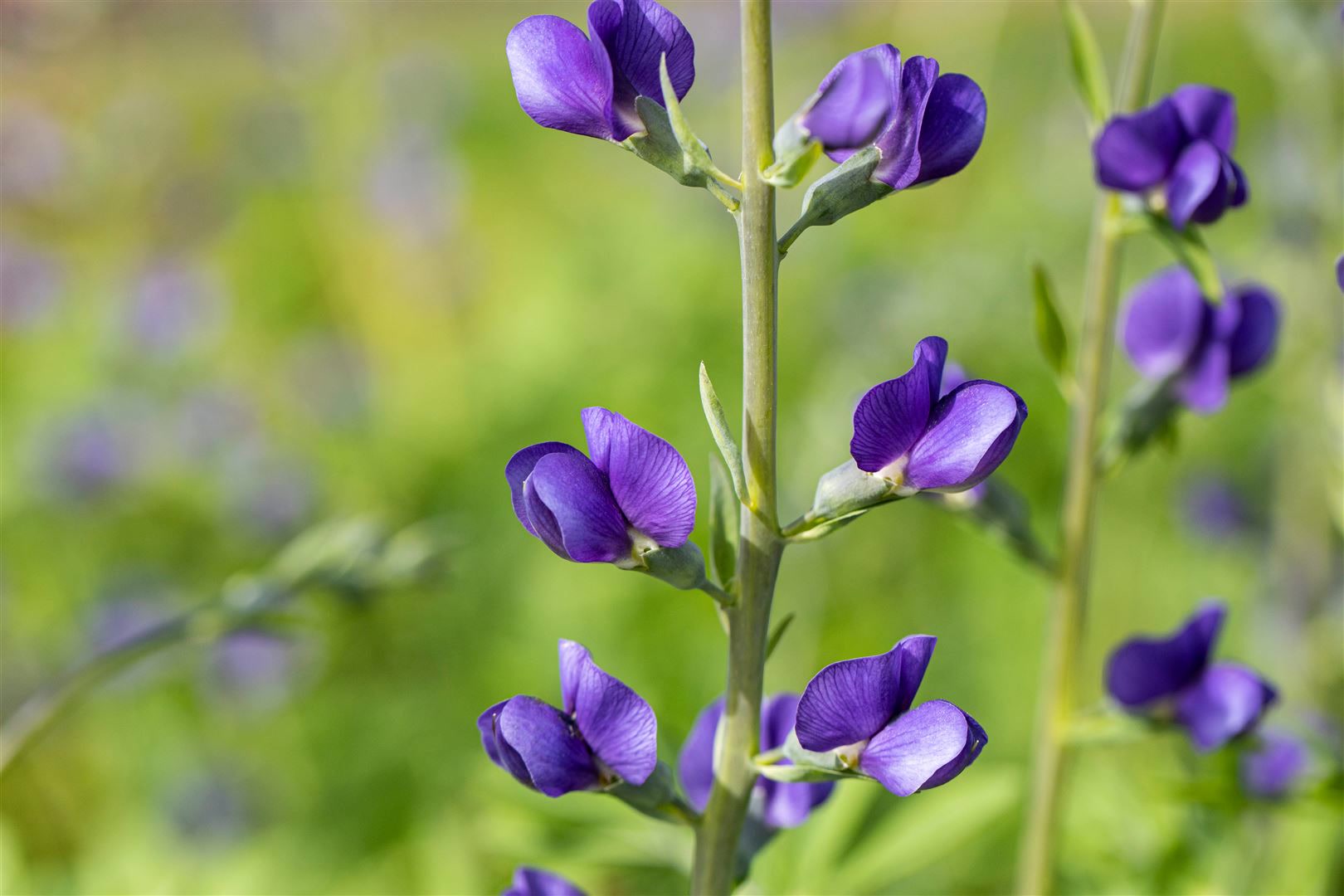 Baptisia australis, Indigolupine, blau, ca. 9x9 cm Topf 