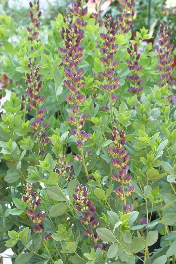 Baptisia x variicolor 'Twilite Prairieblues', violett, ca. 11x11 cm Topf 