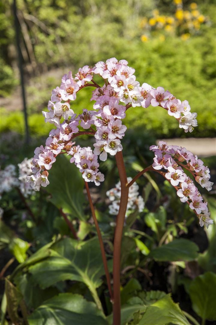 Bergenia cordifolia, Riesensteinbrech, rosa Bl&uuml;ten, ca. 11x11 cm Topf 