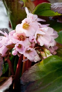 Bergenia cordifolia 'Biedermeier', Riesensteinbrech, rosa, ca. 11x11 cm Topf 