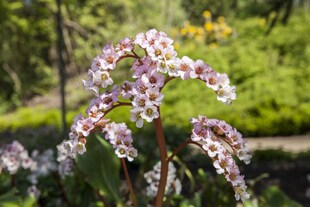 Bergenia cordifolia 'Schneekönigin', Riesensteinbrech, weiß, ca. 11x11 cm Topf 