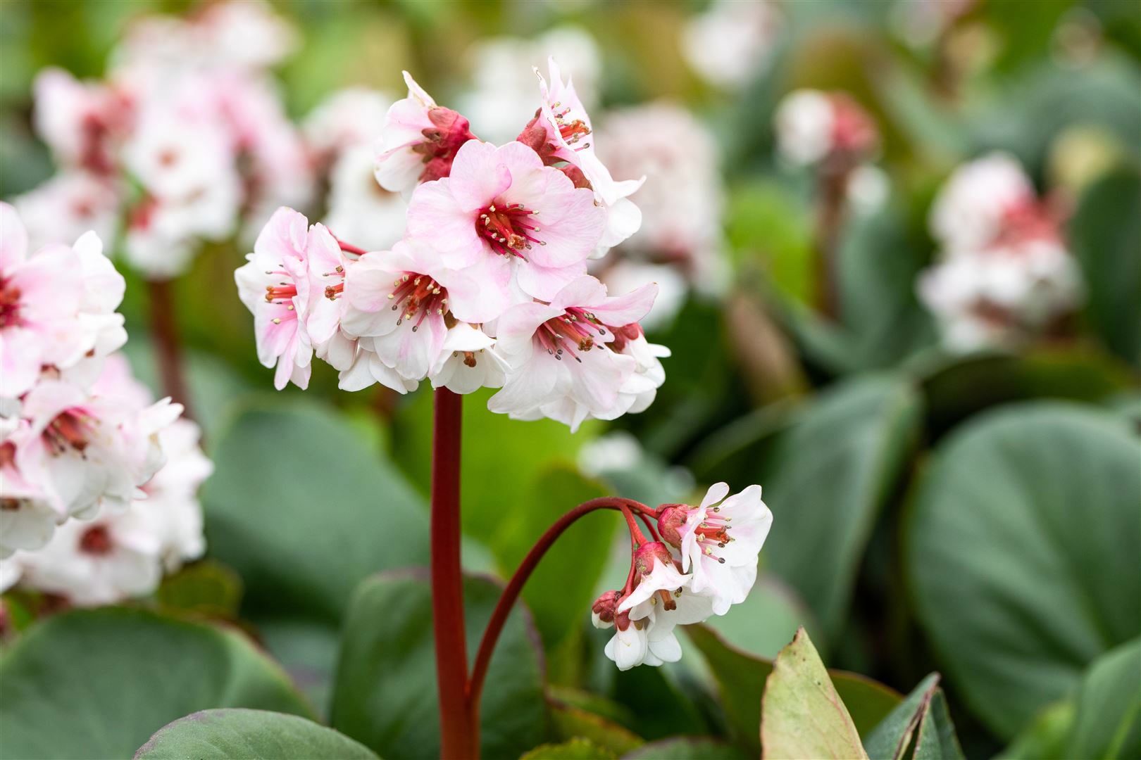 Bergenia cordifolia 'Silberlicht', Riesensteinbrech, wei&szlig;, ca. 9x9 cm Topf 