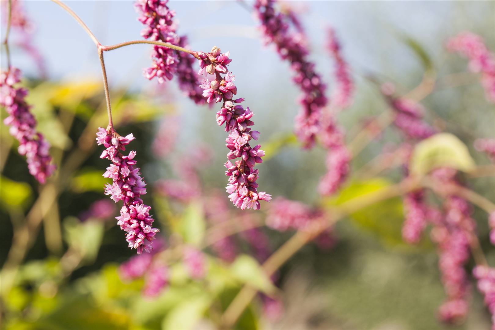 Bistorta affinis, Teppich-Kn&ouml;terich, rosa Bl&uuml;ten, ca. 9x9 cm Topf 