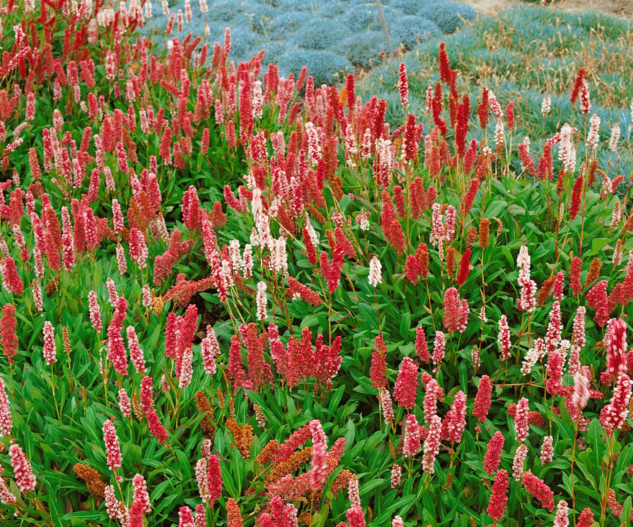 Bistorta affinis 'Darjeeling Red', Teppichkn&ouml;terich, rot, ca. 9x9 cm Topf 