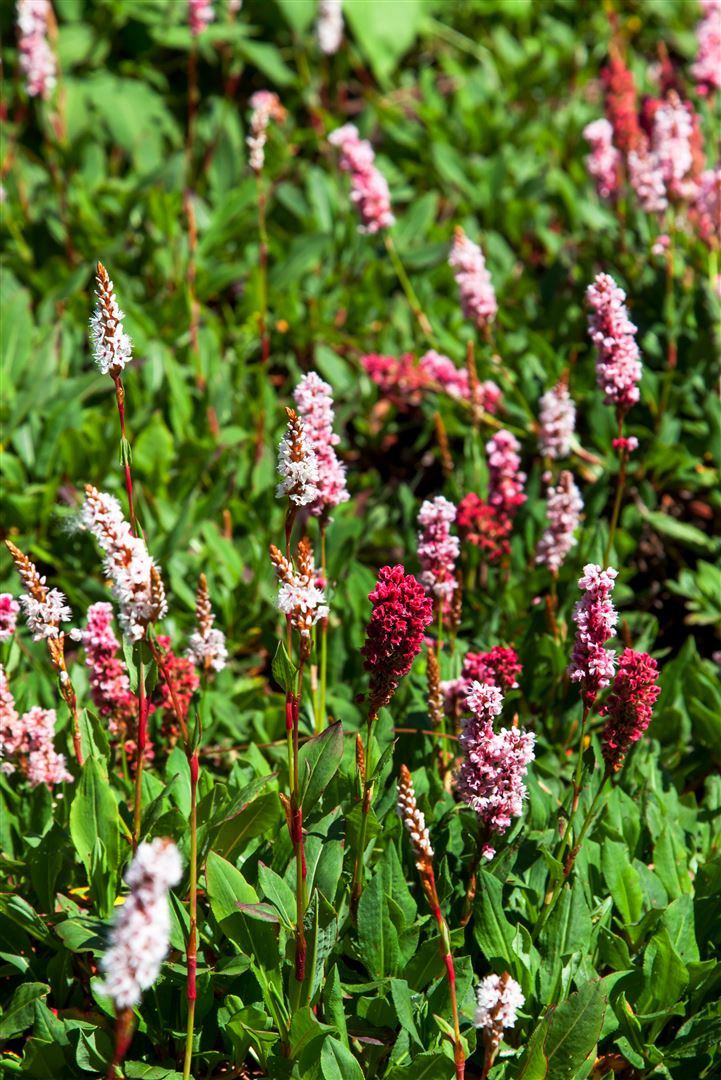 Bistorta affinis 'Kabouter', Teppichkn&ouml;terich, rosa Bl&uuml;ten, ca. 9x9 cm Topf 