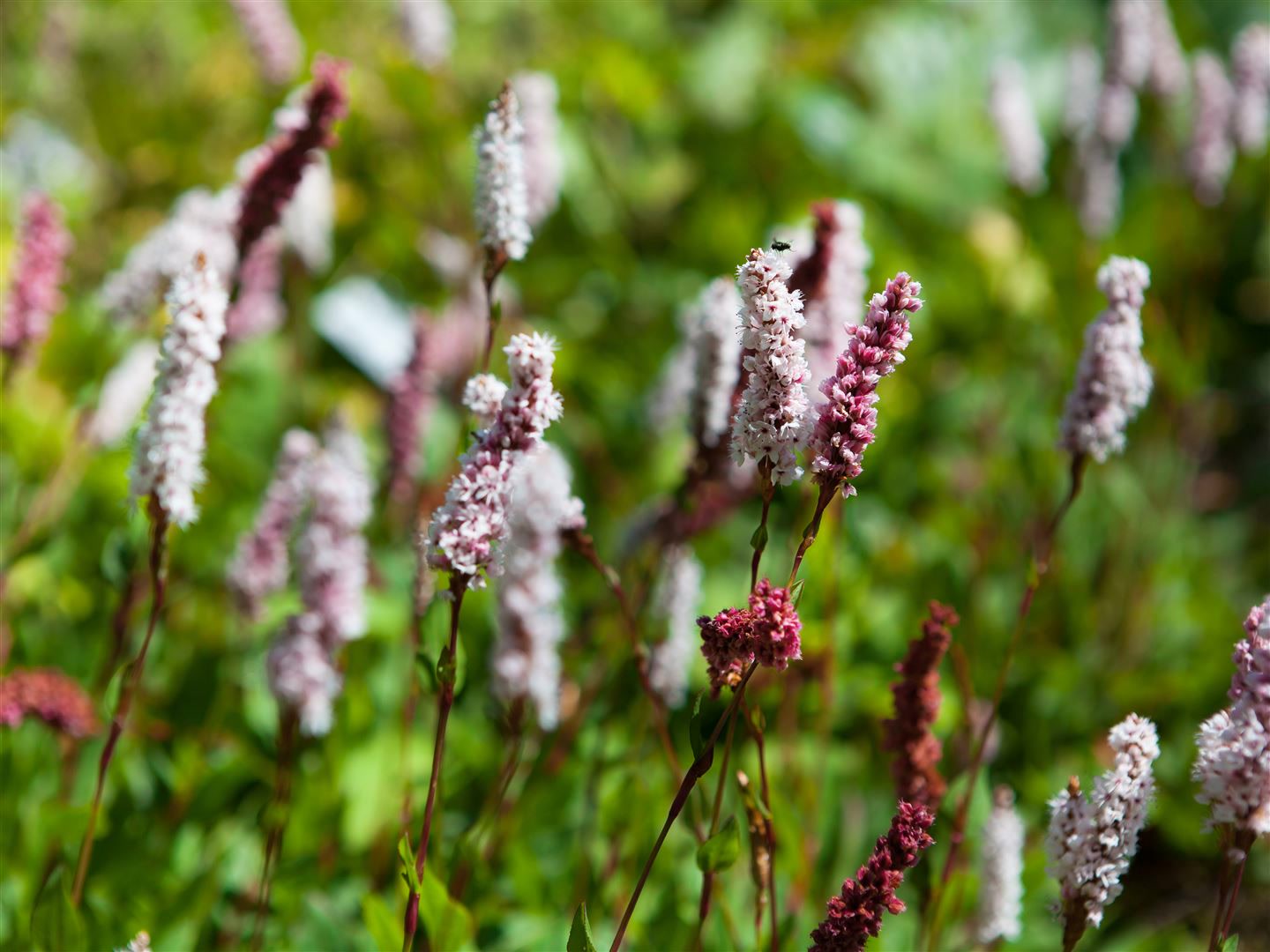 Bistorta affinis 'Superba', Teppichkn&ouml;terich, rosa Bl&uuml;ten, ca. 9x9 cm Topf 