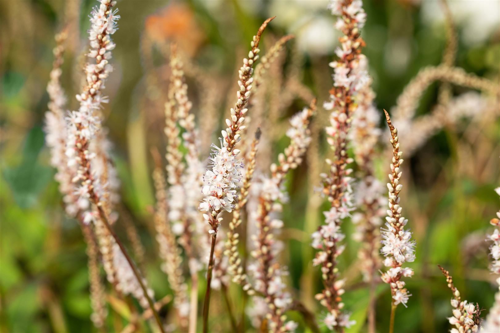 Bistorta amplexicaulis 'Alba', Kerzenkn&ouml;terich, wei&szlig;, ca. 9x9 cm Topf 
